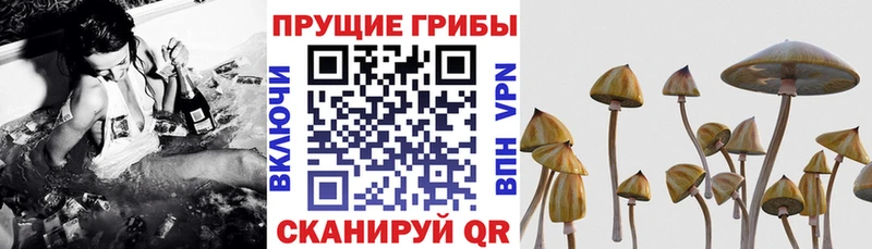 Псилоцибиновые грибы мицелий Знаменск